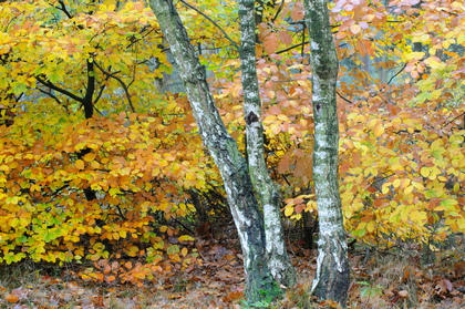 Herbstfarben - Foto, Druck, Poster, Leinwand