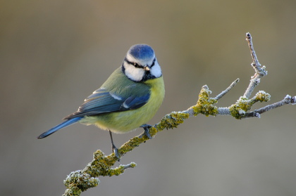 Blaumeise - Foto, Druck, Poster, Leinwand