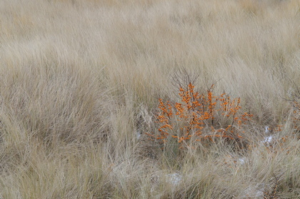 Sanddorn, Hippophaea rhamnoides - Foto, Druck, Poster, Leinwand