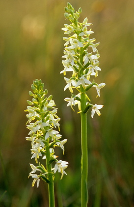 Weiße Waldhyazinthe, Platanthera bifolia - Foto, Druck, Poster, Leinwand