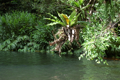 Regenwald-See - Foto, Druck, Poster, Leinwand