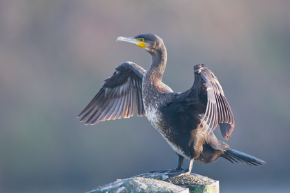 Kormoran - Foto, Druck, Poster, Leinwand