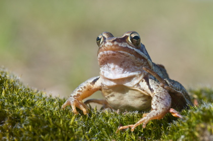 Moorfrosch - Foto, Druck, Poster, Leinwand