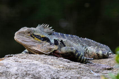 Australische Wasseragame - Foto, Druck, Poster, Leinwand