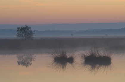 Vor dem Sonnenaufgang im Moor - Foto, Druck, Poster, Leinwand
