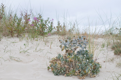 Stranddistel - Foto, Druck, Poster, Leinwand
