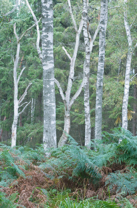 Birkenwald - Foto, Druck, Poster, Leinwand