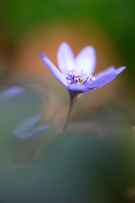 Leberblümchen - Foto, Druck, Poster, Leinwand