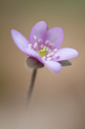 Hepatica nobilis,Rosa Form - Foto, Druck, Poster, Leinwand