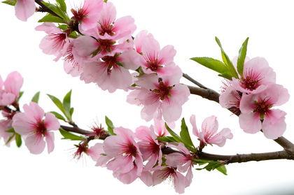Mandelblüte - Foto, Druck, Poster, Leinwand