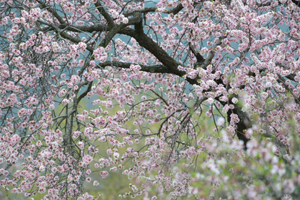 Mandelblüte - Foto, Druck, Poster, Leinwand