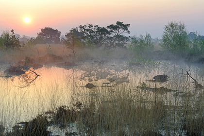 Sonnenaufgang im Moor - Foto, Druck, Poster, Leinwand
