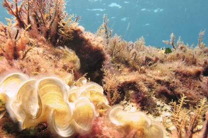 ohne Titel - Foto, Druck, Poster, Leinwand