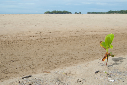 Junge Mangrove - Foto, Druck, Poster, Leinwand