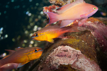 Kardinalfische und Fahnenbarsch - Foto, Druck, Poster, Leinwand