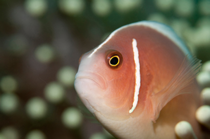 Halsband-Anemonenfisch - Foto, Druck, Poster, Leinwand