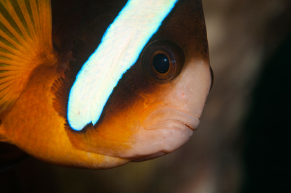 Anemonenfisch - Foto, Druck, Poster, Leinwand
