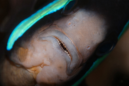 Anemonenfisch - Foto, Druck, Poster, Leinwand