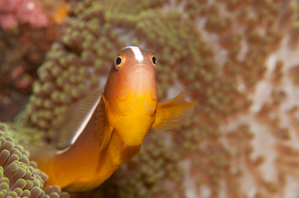 Weißrücken-Anemonenfisch - Foto, Druck, Poster, Leinwand