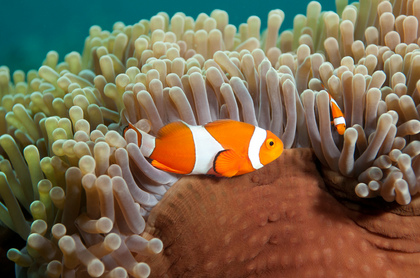Anemonenfisch, Clownfisch - Foto, Druck, Poster, Leinwand