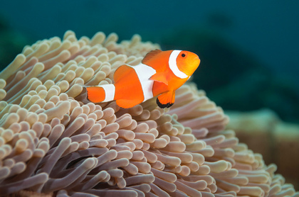 Anemonenfisch, Clownfisch - Foto, Druck, Poster, Leinwand