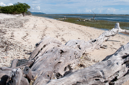 Holz am Strand - Foto, Druck, Poster, Leinwand