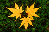 Foto Herbstlaub