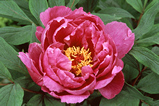 Foto Strauchpfingstrose, Paeonia