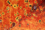 Foto Herbstblatt