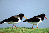 Foto Austernfischer
