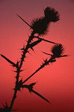 Foto Distel im Abendrot