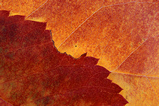 Foto Herbstlaub