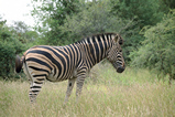 Foto Zebra