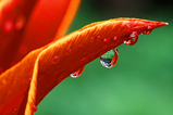 Foto Tulpe, Tulpia