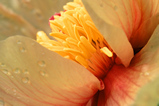 Foto Strauchpfingstrose, Paeonia mlokosewitschii