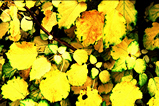 Foto Herbstlaub der Kletterhortensie