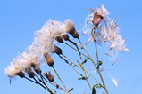 Foto Distelsamen