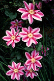 Foto Clematis