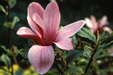 Foto Magnolie, Magnolia