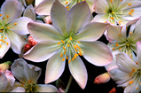 Foto Bitterwurz, Lewisia