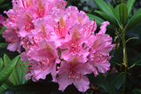 Foto Rhododendron