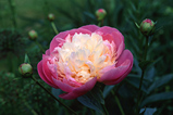 Foto Pfingstrose, Paeonia