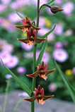 Foto Epipactis sabine