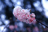 Foto Schneeball, Viburnum bodnantense