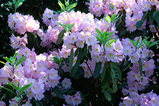 Foto Rhododendron