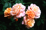 Foto Rose, Rosa