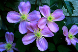 Foto Clematis montana