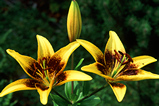 Foto Lilie, Lilium