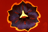 Foto Tulpe, Tulpia