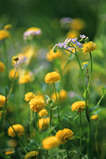 Foto Blumenwiese